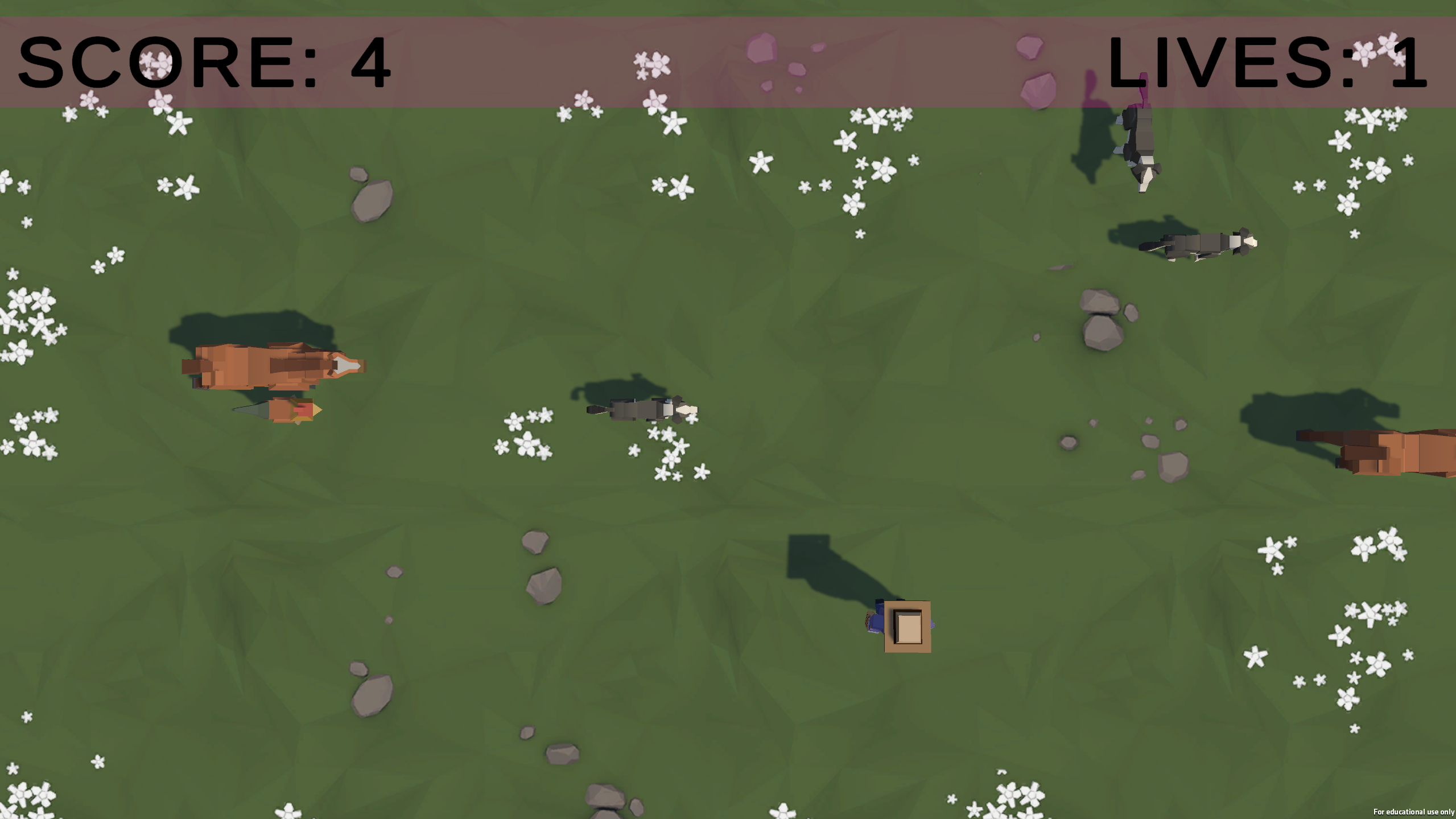 feed the snimals bonus