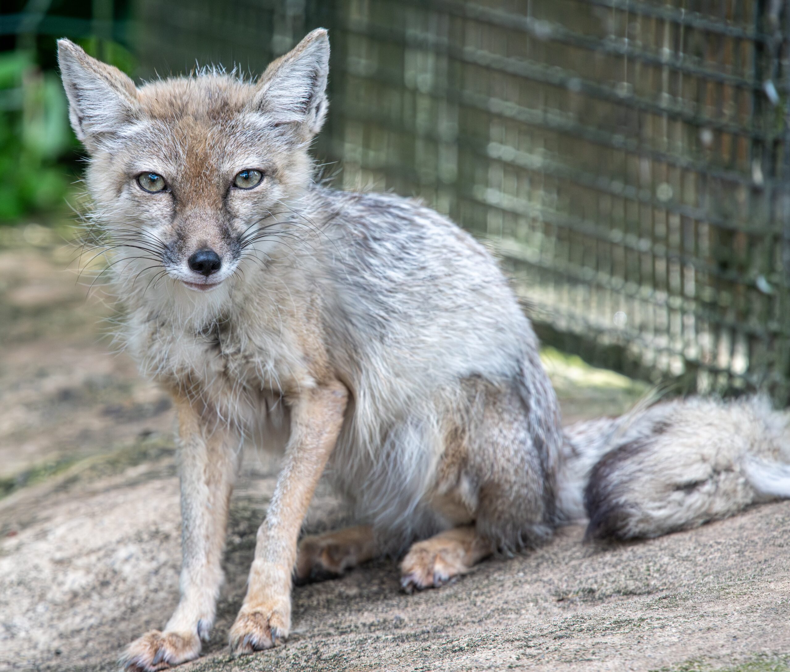 fox game